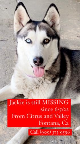Lost Female Dog last seen Valley and Citrus , Fontana, CA 92334
