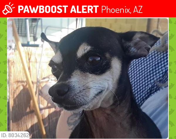 Lost Male Dog last seen 31st Drive & Desert Cove , Phoenix, AZ 85029