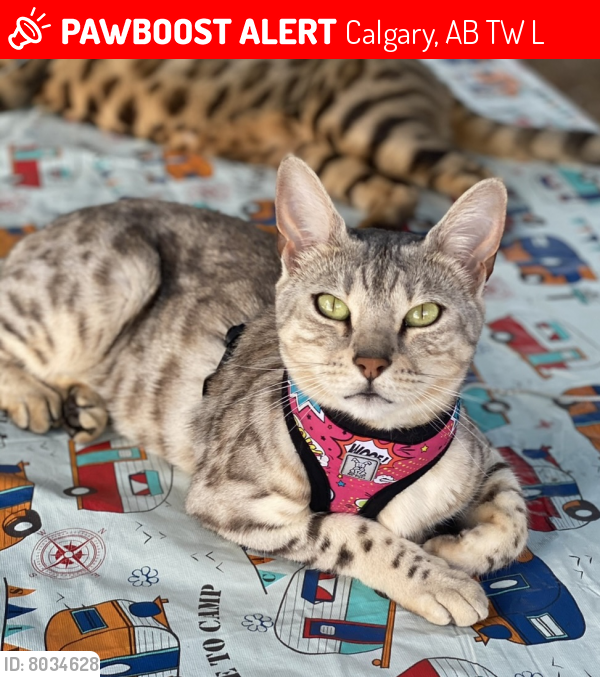 Lost Female Cat last seen Sinclair crescent near southland dr and elbow dr sw, Calgary, AB T2W 0L7