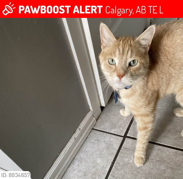 Lost Male Cat last seen 8th Avenue NE, Calgary, AB T2E 5L8