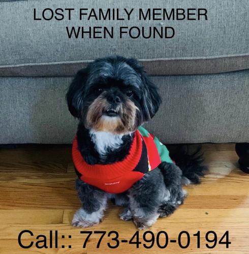 Lost Male Dog last seen 66th place & Springfield, Chicago, IL 60629
