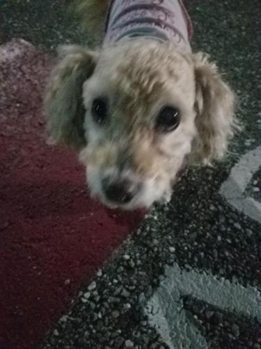 Lost Female Dog last seen Madison Park, Baltimore, MD 21217