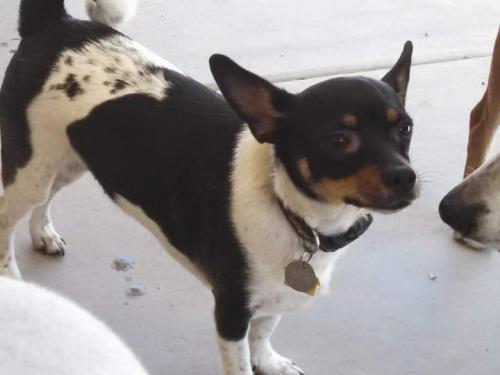 Lost Male Dog last seen Crismon an Broadway, Mesa, AZ 85208