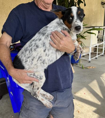 Found/Stray Female Dog last seen Santa Ana and Sierra , Fontana, CA 92337