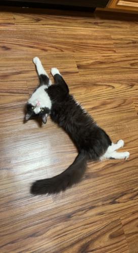 Lost Male Cat last seen Georgia avenue & Seminary Road by PetsFirst TLC, Silver Spring, MD 20910
