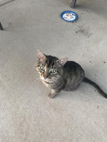 Found/Stray Male Cat last seen US 1 and Whitehead Road, Lugoff, SC 29078