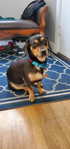 Lost Male Dog last seen Linda Vista Dr. and Jacqueline Ln, Daly City, CA 94014