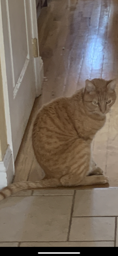 Lost Male Cat last seen Near Independence way, Miller place, Miller Place, NY 11764