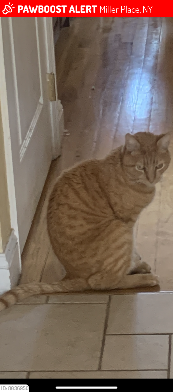 Lost Male Cat last seen Near Independence way, Miller place, Miller Place, NY 11764