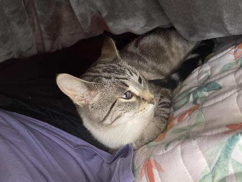 Lost Male Cat last seen West Dalhousie School, H.D. Cartwright School, Dalhousie Station, Calgary, AB T3A 2H8