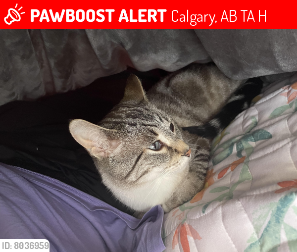 Lost Male Cat last seen West Dalhousie School, H.D. Cartwright School, Dalhousie Station, Calgary, AB T3A 2H8