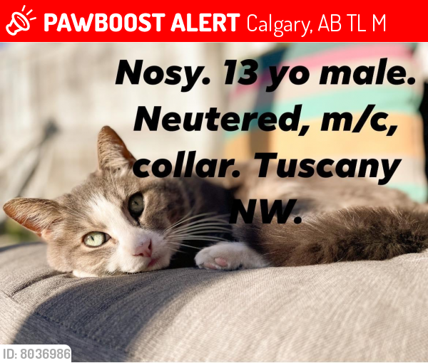 Lost Male Cat last seen Near Tuscany meadows bay nw, Calgary, AB T3L 2M9