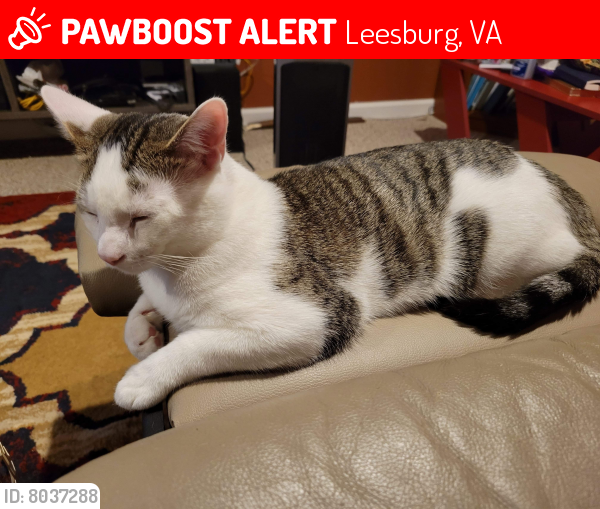 Lost Male Cat last seen  Pearlbush sq ne Leesburg va, Leesburg, VA 20176
