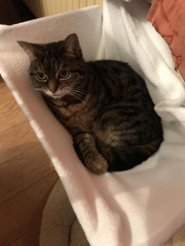 Lost Female Cat last seen Berners drive, East Bank Road, Eastern Avenue, South Yorkshire, England S2