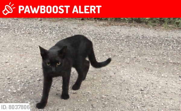 Lost Male Cat last seen Near and Lantana, Palm Beach County, FL 33449