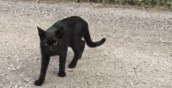 Lost Male Cat last seen Near and Lantana, Palm Beach County, FL 33449