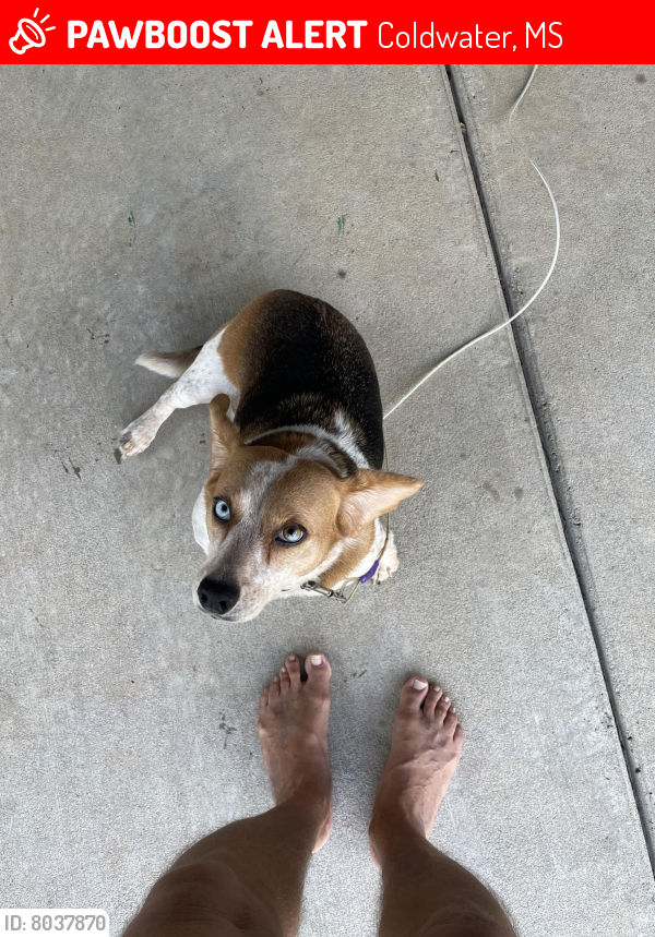 Lost Female Dog in Coldwater, MS 38618 Named Roni (ID 8037870) PawBoost