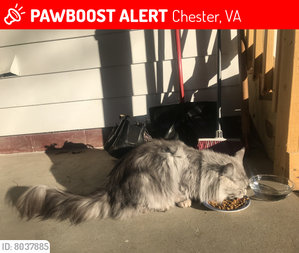 Lost Male Cat last seen Harrowgate and Jefferson Davis Highway, Chester, VA 23831