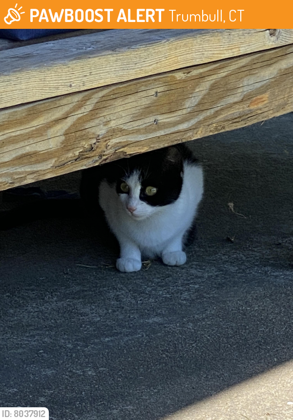 Found/Stray Unknown Cat last seen Daniels Farm rd, Trumbull, CT 06611