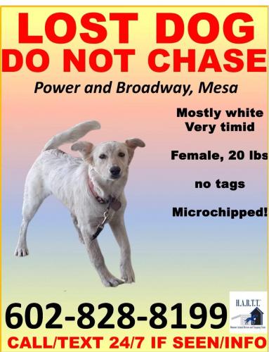 Lost Female Dog last seen Southern and Power 85208, Mesa, AZ 85206
