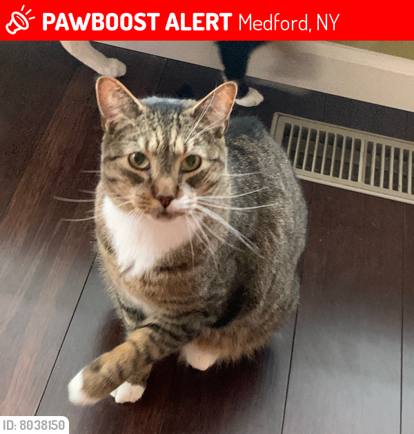 Lost Male Cat last seen Kettles lane, Medford, NY 11763