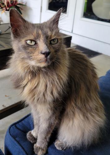 Lost Female Cat last seen 135th Way and 6th Rd, Newberry, FL 32669