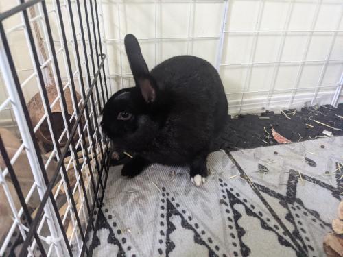 Found/Stray Unknown Rabbit last seen Canyon meadows dr, Calgary, AB T2J