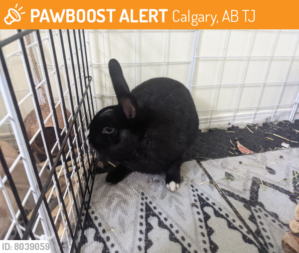 Rehomed Unknown Rabbit last seen Canyon meadows dr, Calgary, AB T2J