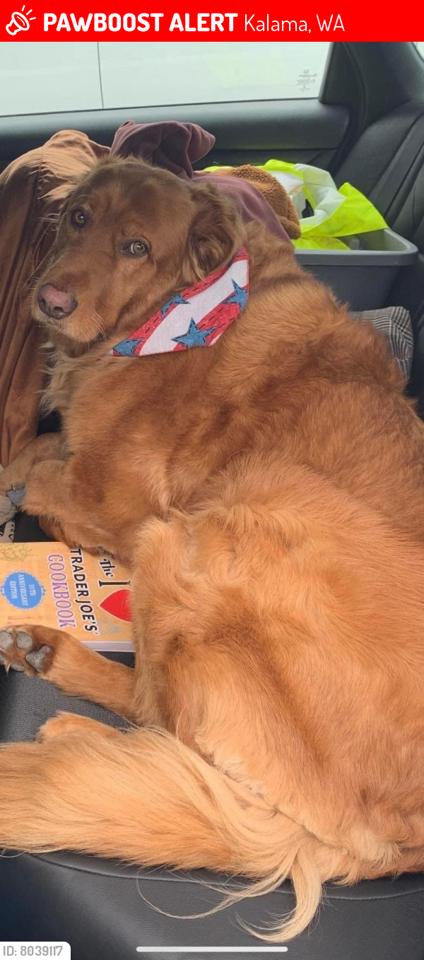 Lost Male Dog in Kalama, WA 98625 Named Buddy (ID 8039117) PawBoost