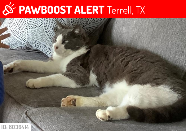 Lost Male Cat last seen Near & Norton or Norton & Hill Street, Terrell, TX 75160