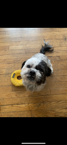 Lost Female Dog last seen Howe and chapel , New Haven, CT 06511