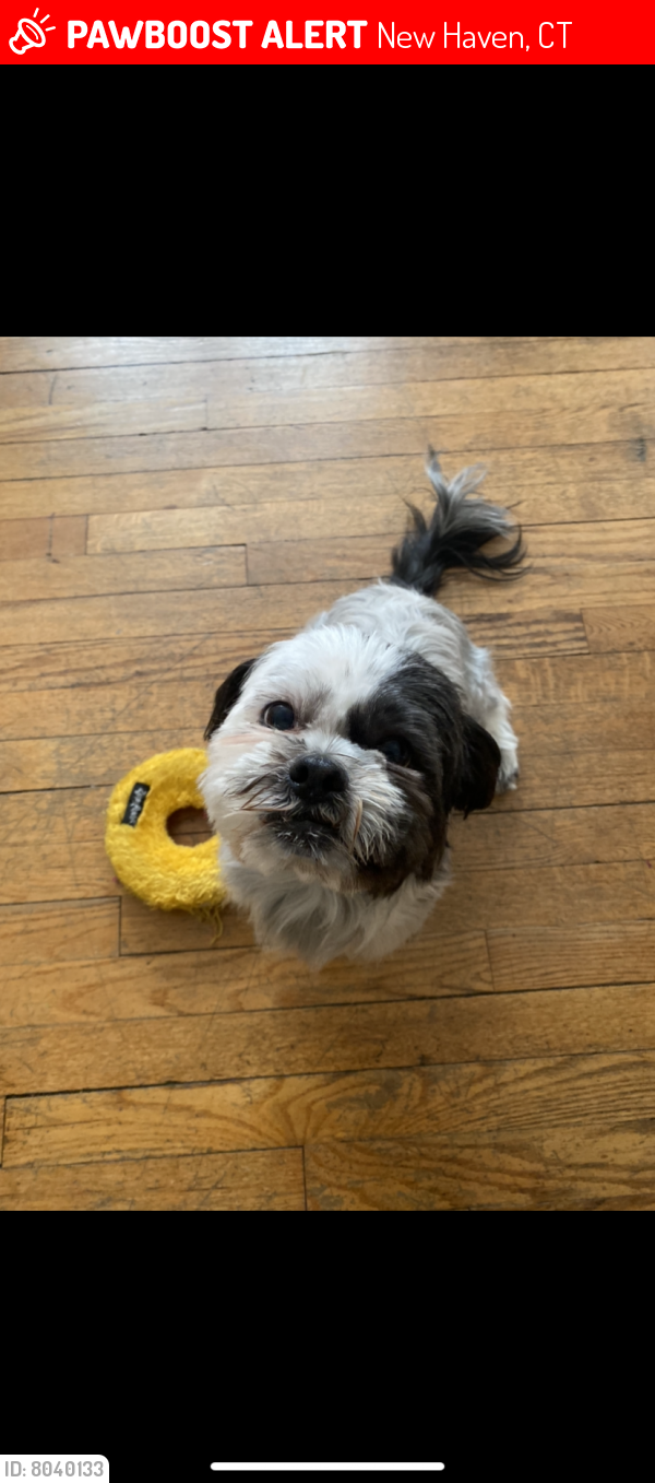 Lost Female Dog last seen Howe and chapel , New Haven, CT 06511