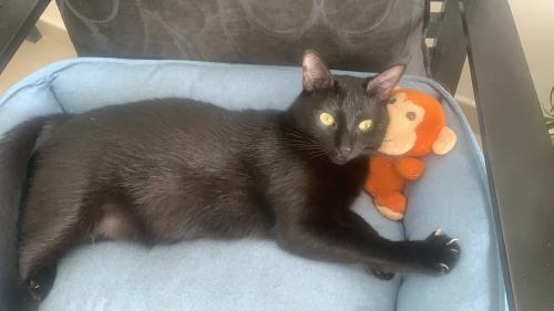 Lost Female Cat last seen Airdrie, Rocky View County, AB 