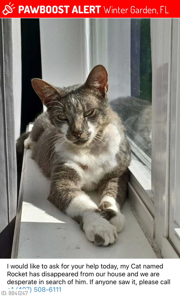 Found/Stray Male Cat last seen Condomínio Hanlon , Winter Garden, FL 34787