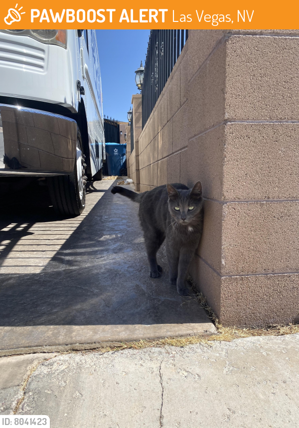 Rehomed Male Cat in Las Vegas, NV 89119 (ID 68041423) PawBoost