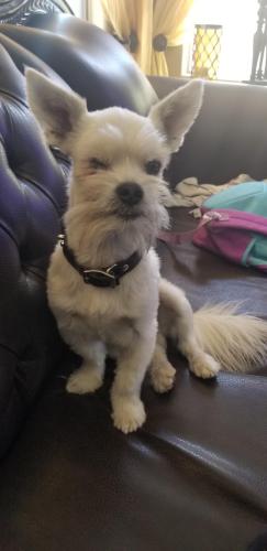 Lost Male Dog last seen 71st Ave and Lamar rd, Glendale, AZ 85301