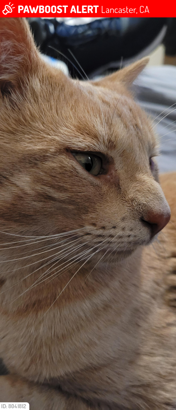 Lost Male Cat in Lancaster, CA 93535 Named Mr Whiskers (ID 8041812