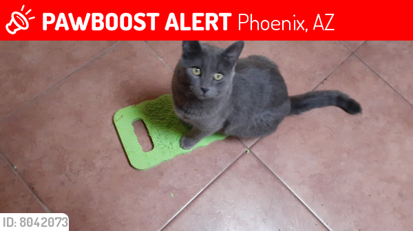 Lost Female Cat last seen N 29th Dr and  \W Bell Rd, Phoenix, AZ 85053