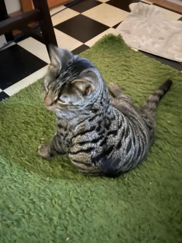 Lost Male Cat last seen Forest ave, Rye, NY 10580