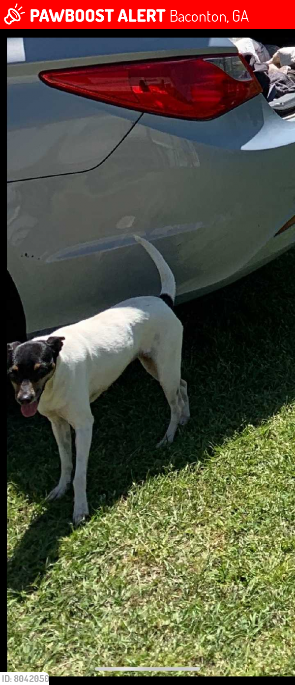 Lost Female Dog in Baconton, GA 31716 Named (ID 8042050