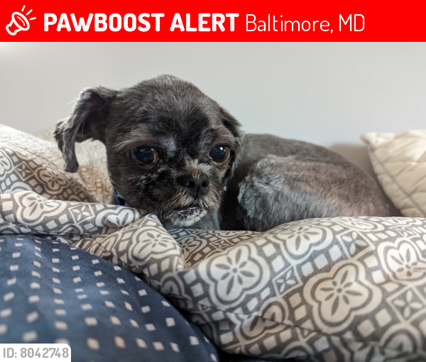 Lost Male Dog last seen Masefield and forest park, Baltimore, MD 21207