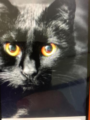 Lost Male Cat last seen Snell, San Jose, CA 95136