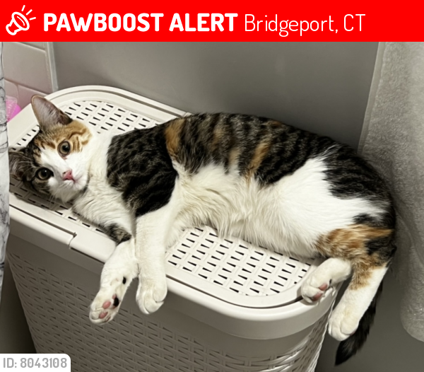 Lost Female Cat last seen West Taft, Bridgeport, CT 06604