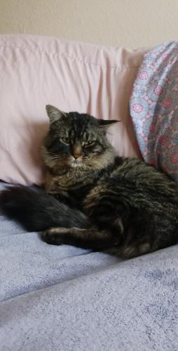 Lost Male Cat last seen Ellison st and coors , Albuquerque, NM 87114