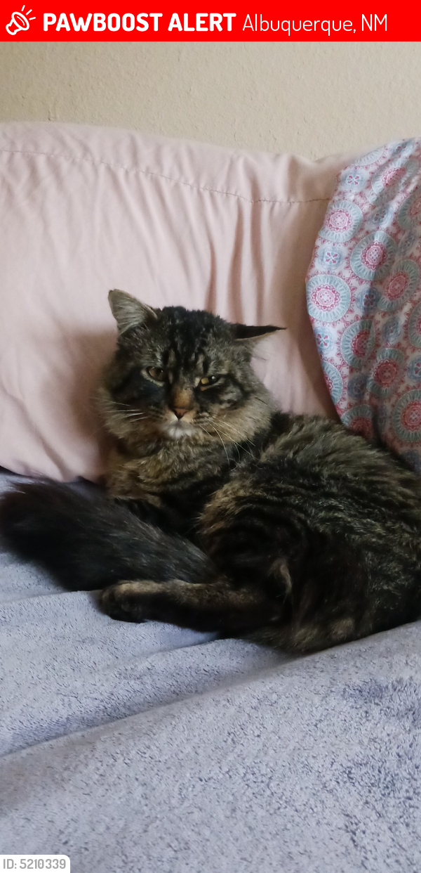 Lost Male Cat last seen Ellison st and coors , Albuquerque, NM 87114