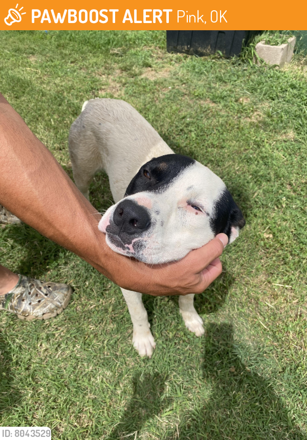 Tecumseh, OK Stray Male Dog Found Near Highway 102 and highland rd ...