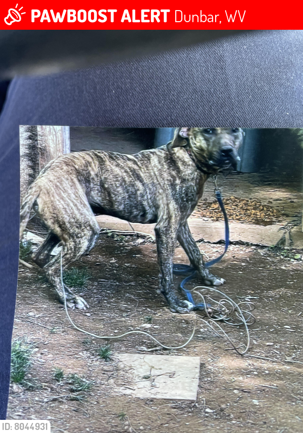 Dunbar, WV Lost Male Dog, Rockhead Is Missing PawBoost