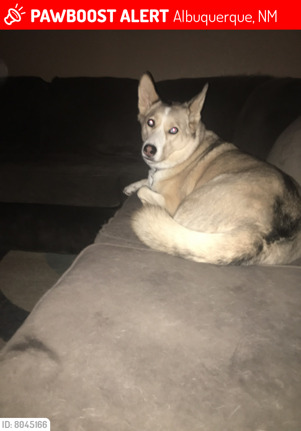 Lost Female Dog last seen Tower and 98th, Albuquerque, NM 87121