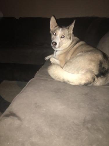 Lost Female Dog last seen Tower and 98th, Albuquerque, NM 87121
