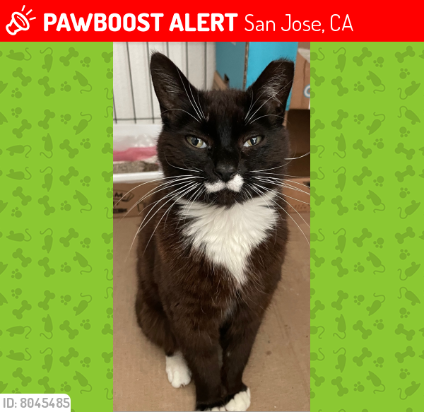 Lost Male Cat last seen Alex Drive, San Jose, CA 95130, San Jose, CA 95130